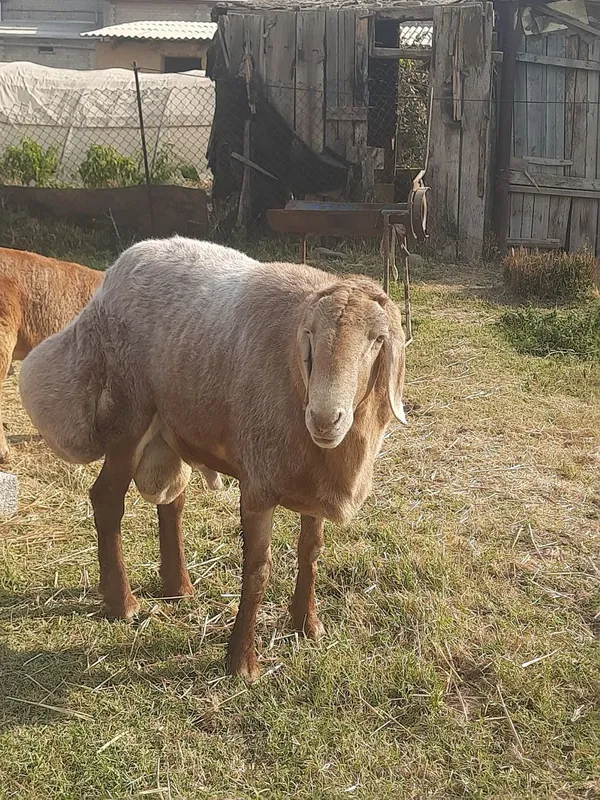 Qo'y sotiladi Zotli qo'y — фото 1