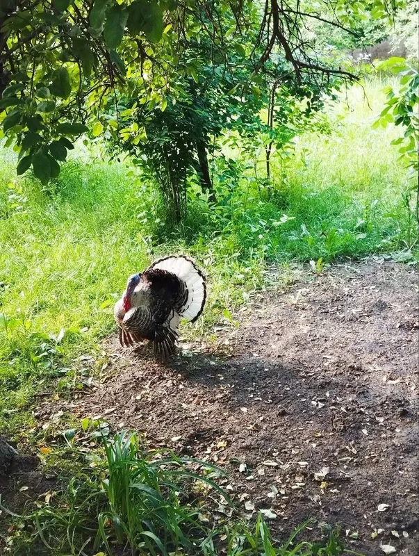 Kurka, Индук, Курка, 7 kg, tezkor Sotiladi — фото 2