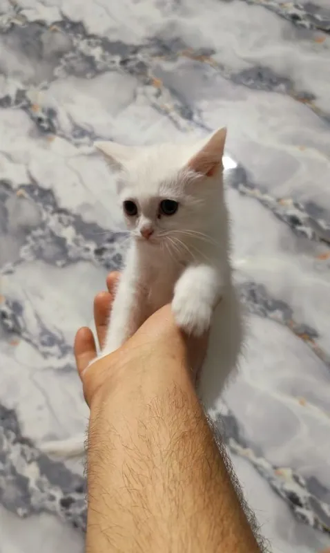 Скотиш фолд скотиш страйт 5 Скотиш фолд скотиш страйт 5