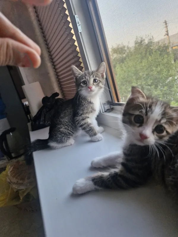 Отдам котят в добрые руки 3 Отдам котят в добрые руки 3