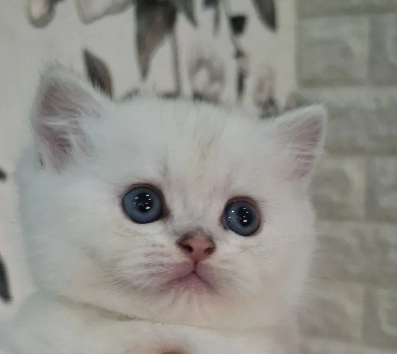 Кошка Белая шиншилла — фото 3