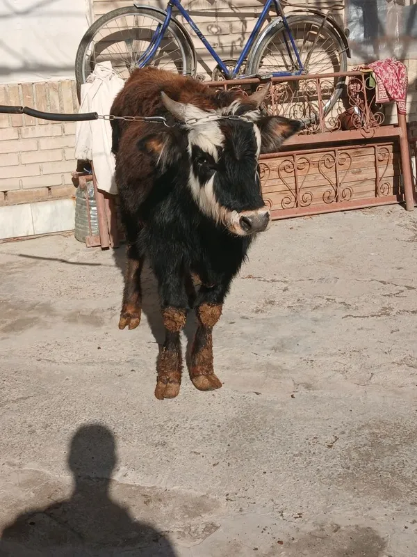 Buqacha sotiladi yeyishi yaxshi kamchiligi yoq 100%