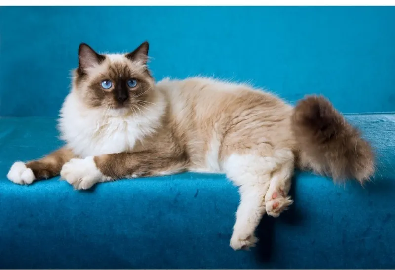 Продаётся Регдолл котёнок!!! 8 Продаётся Регдолл котёнок!!! 8