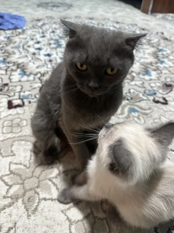Scottish fold va Scottish Straight mushuklar sotiladi 4 Scottish fold va Scottish Straight mushuklar sotiladi 4