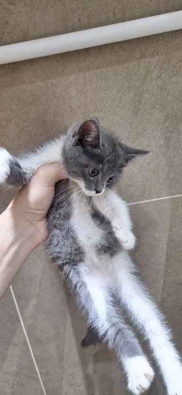 Котенок в ответственные и добрые руки 4 Котенок в ответственные и добрые руки 4