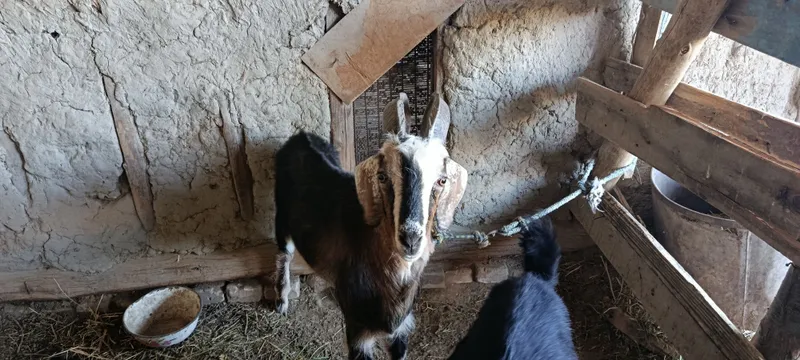 Echki 2oy boqilgan 3 Echki 2oy boqilgan 3