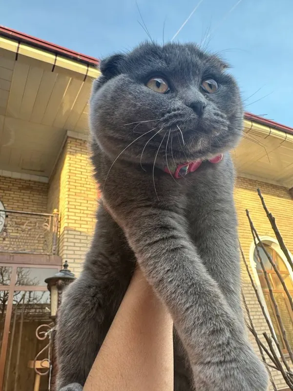 Котенок Британец — фото 4