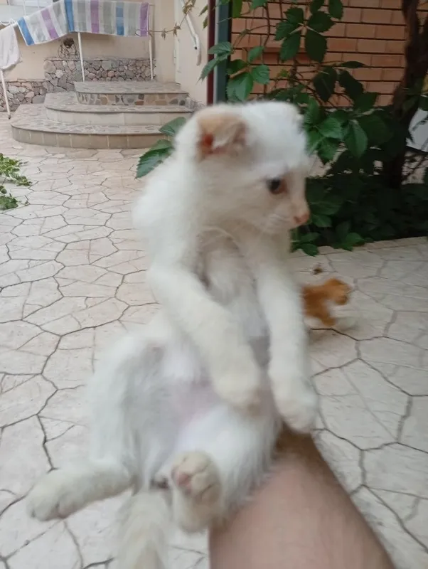 Прекрасные котята — фото 3