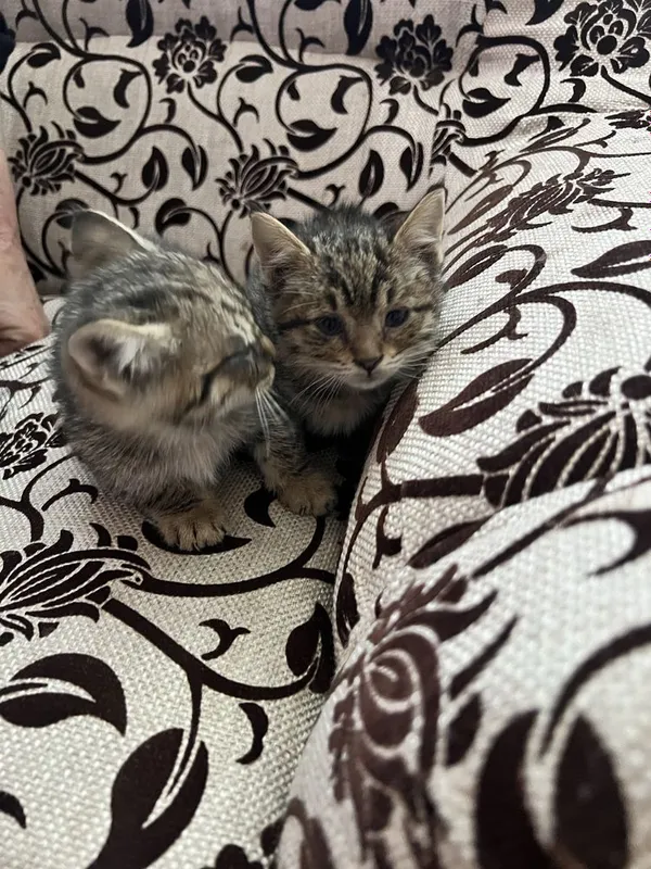 Милые котята в добрые руки