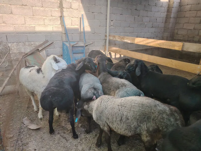 Qurbonlik un sotiladigan quchqorlar bor taroziga 88mingdan