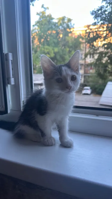Котята домашние , приучены к лотку 3 Котята домашние , приучены к лотку 3