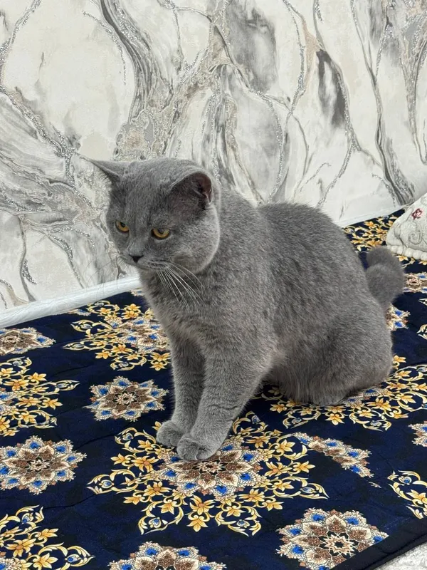 кошки 1