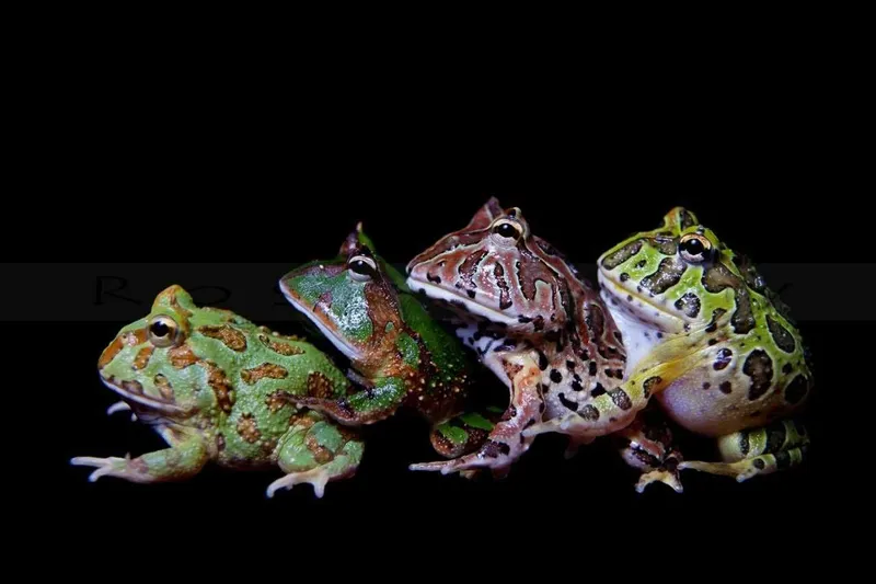 Чакская рогатка Ceratophrys cranwelli малыши