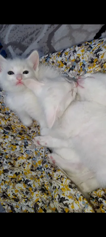 turetski angora mushukchalar