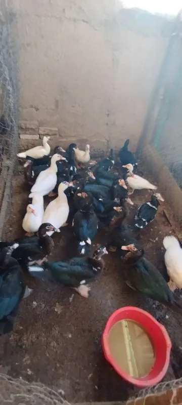 Indautkalar sotiladi 2 Indautkalar sotiladi 2
