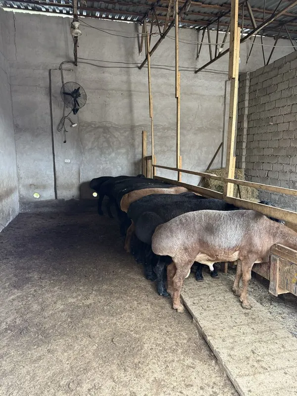 Qurbonlikga tayyor qochqorla bor soglom yoshiga tolgan — фото 1