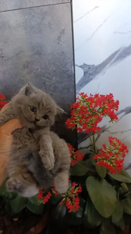 Mushuklar sotiladi 5 Mushuklar sotiladi 5