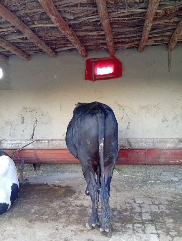 Buqa sotiladi yemlangan yana yemlasa ham boʻladi — фото 1