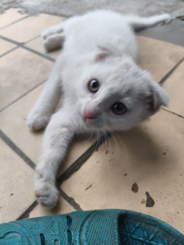 Котята очень хорошие добрые игривые — фото 4