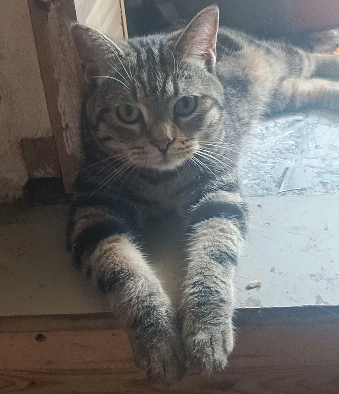 Котики в хорошие руки — фото 2