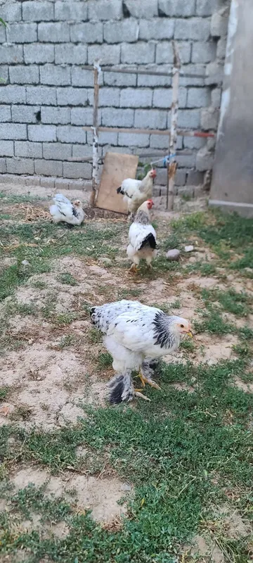 Tovuq xorozlar sotiladi 1