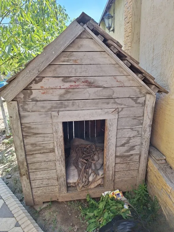 Продаётся Алабай 4 Продаётся Алабай 4