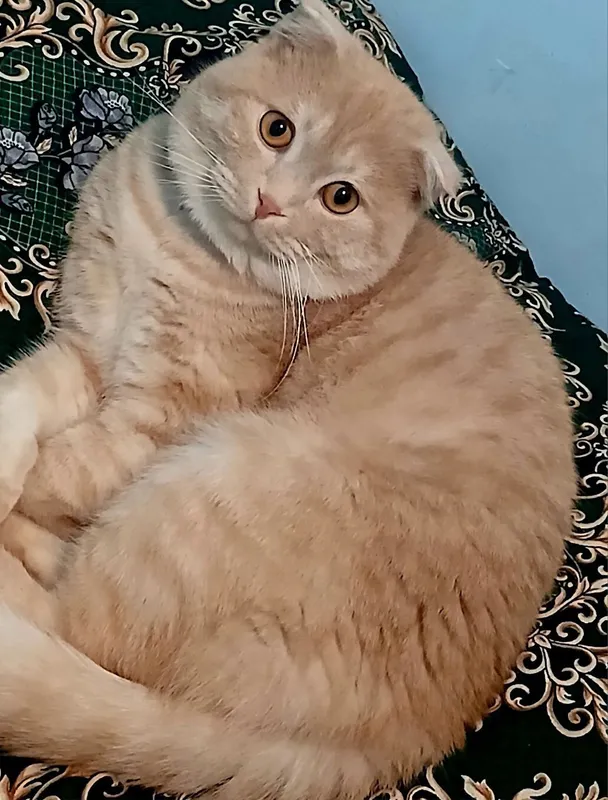 Британский мушук сотилади. Зоти тоза. — фото 1