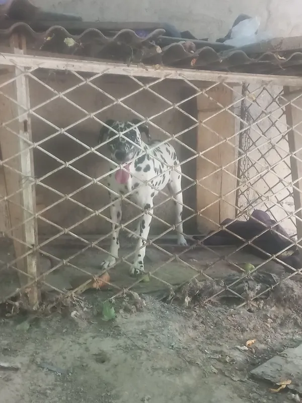 Dalmativ zotli it 2