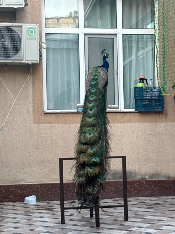 Tovus sotiladi soglom be ozor
