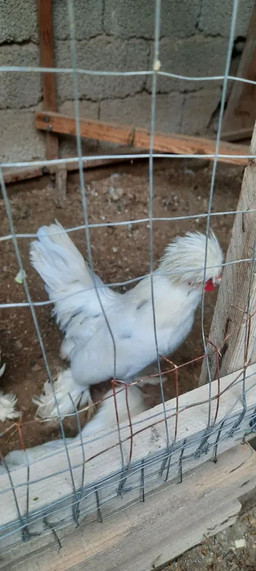 Yaponla 1+2 sotiladi 6 Yaponla 1+2 sotiladi 6