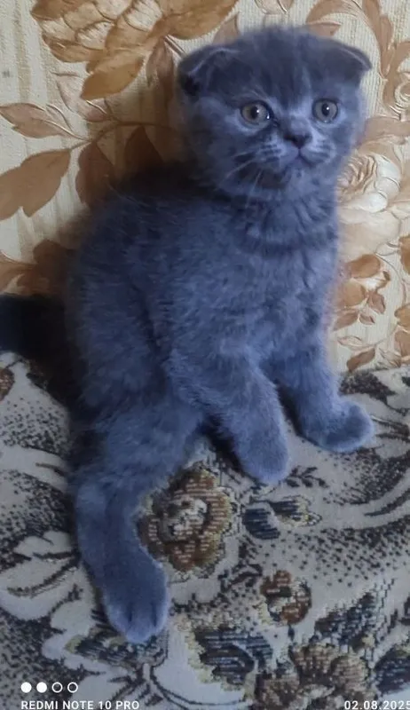 Продаются котята скотиш фолд и скотиш страйк — фото 1