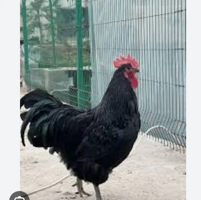 Brama va Qora shahzoda 5 oyli juja buyi 90 sm buyi yana usadi kamida 1 Brama va Qora shahzoda 5 oyli juja buyi 90 sm buyi yana usadi kamida 1