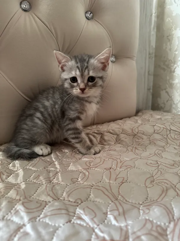 Scottish Fold mushukchasi 1