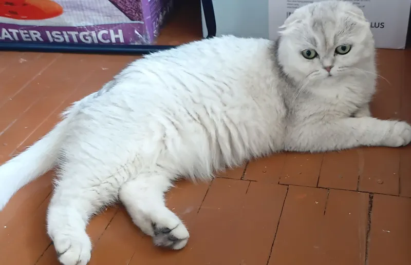 Шотландская выслоухая кошка — фото 1