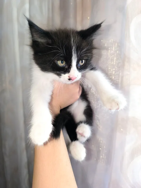 Котёнок мальчик 2 месяца — фото 1