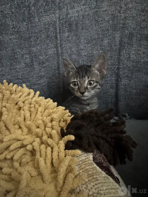Котята маленькие домашние 1 Котята маленькие домашние 1