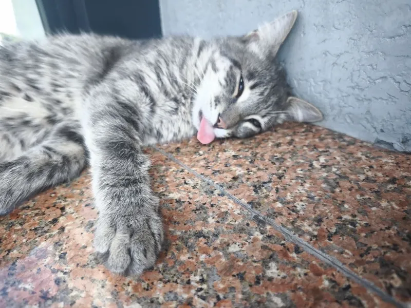 Котенок в добрые руки — фото 1