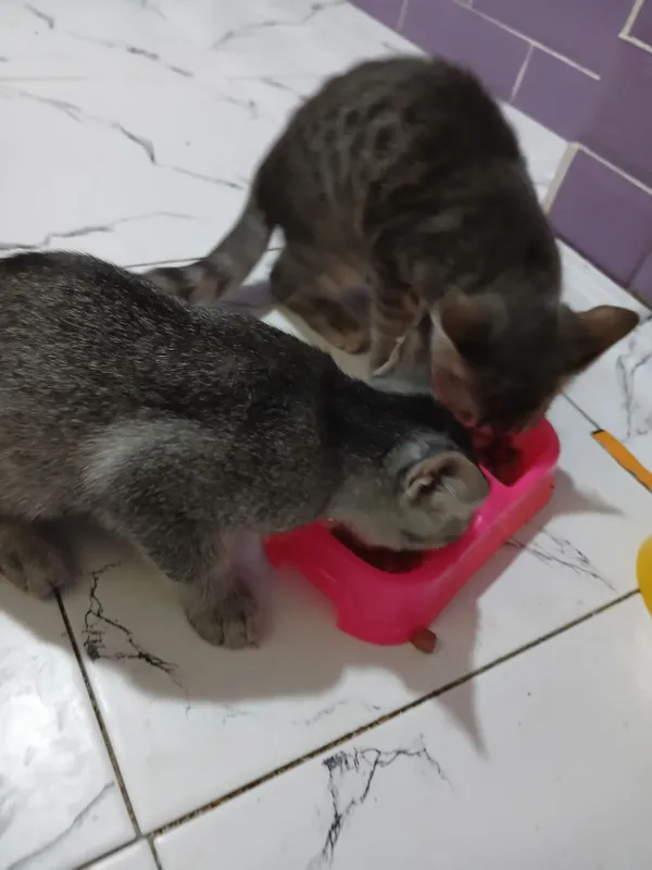 Домашний котёнок, 3 месяца, 2 мальчика 3