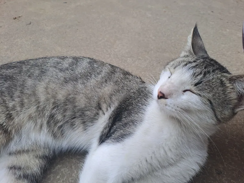 Домашний кот 5