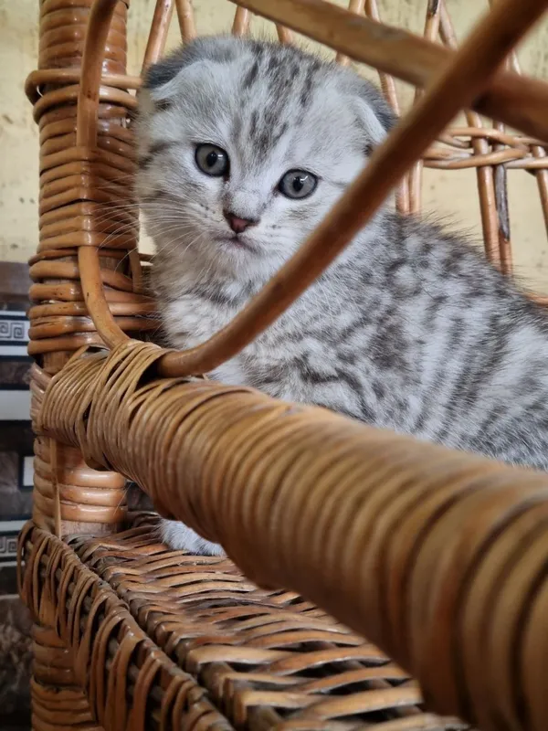 Скотиш фолд и скотиш страйт — фото 4