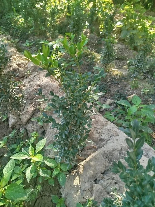 Shamshod koʻchatlari sotiladi 2