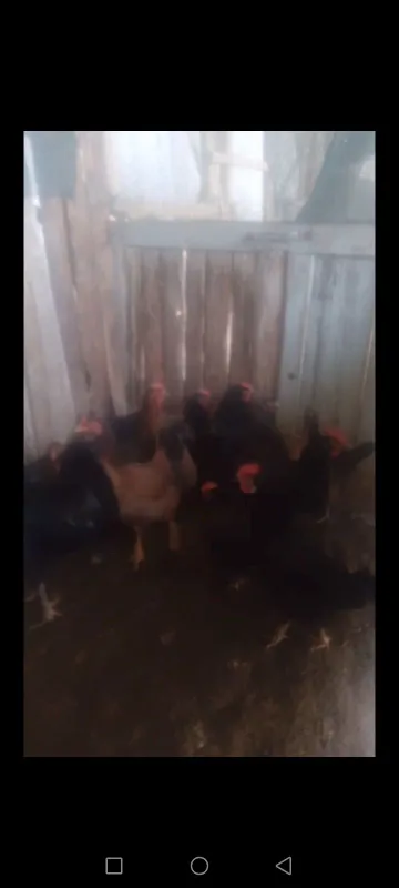 Tovuq sotiladi 150 dan