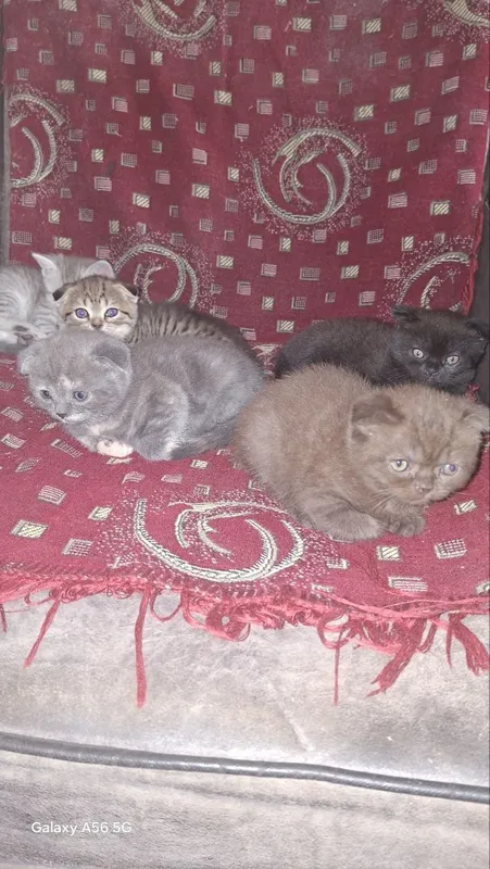 Котята шотландские веслоухие — фото 2