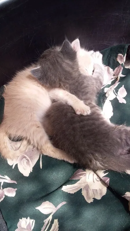 Котята в добрые руки г. Гулистан.