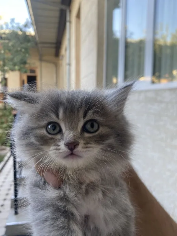 Кошка продоётся 2