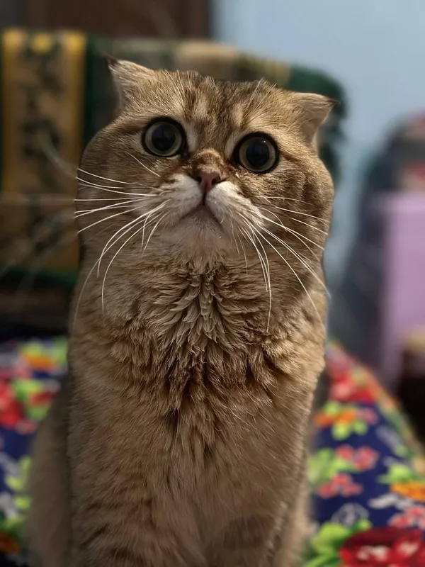 Продаётся умный кошка