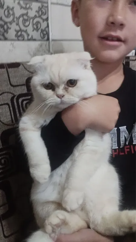 Mushuk sotiladi scottish fold. Продается Кошка шотландский вислоухий 3 Mushuk sotiladi scottish fold. Продается Кошка шотландский вислоухий 3