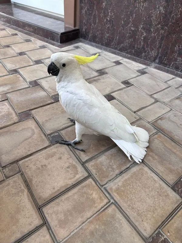 Какаду сотилади ручной гапиради.