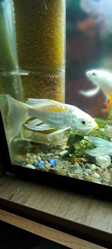 Platinaviy Kapalak Koy (Platinum Butterfly Koi) 2 Platinaviy Kapalak Koy (Platinum Butterfly Koi) 2