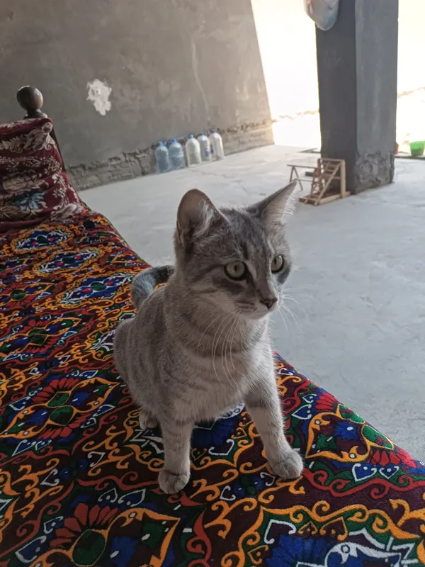 Кошка, urğochi mushuk beriladi